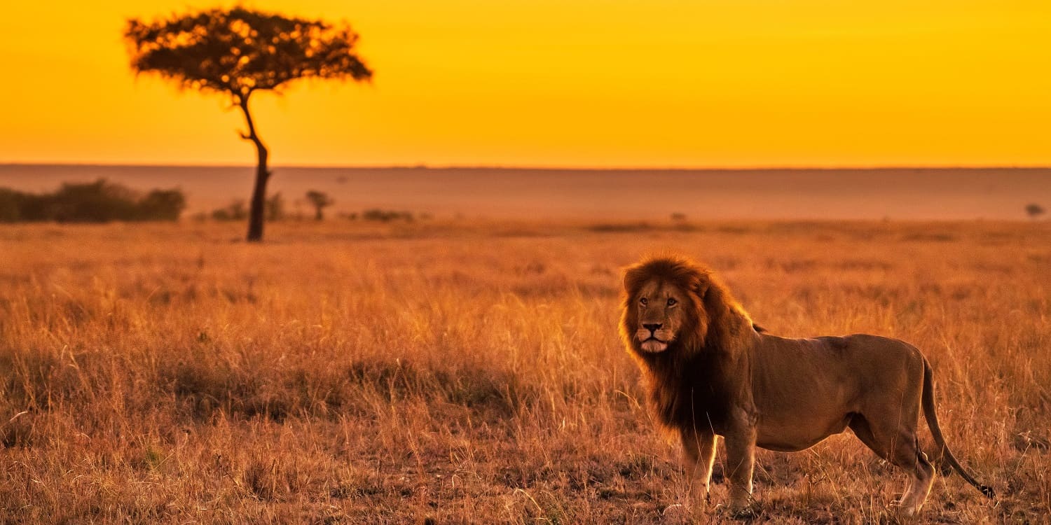 4-Day Magical Maasai Mara Safari