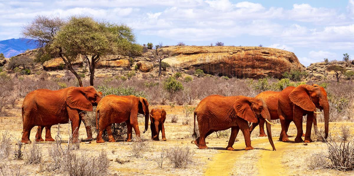 Tsavo East Safari
